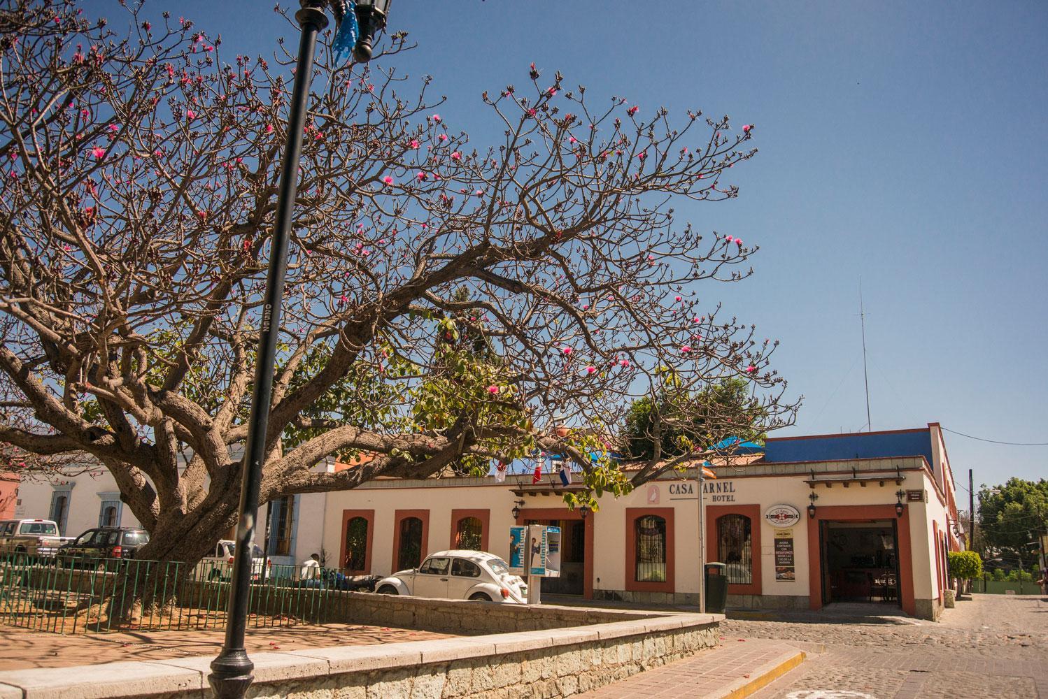 Hotel Casa Arnel Oaxaca Extérieur photo